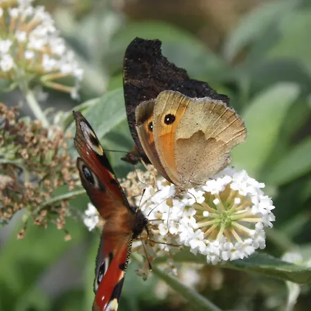 Apartmán Leszczynki *