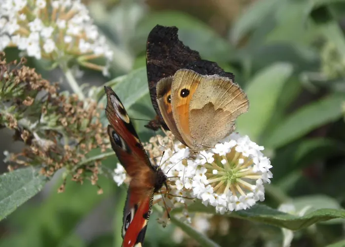 아파트 Leszczynki *